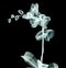 X-ray image of a flower isolated on black , the orchide