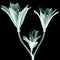 X-ray image flower isolated on black , the Pink Tiger Lily