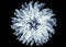 X-ray image of a flower isolated on black , Pompon Chrysanthemum