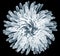 X-ray image of a flower isolated on black , Pompon Chrysanthemum