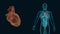 X-ray of man with a visible heart and internal organs 3d animation