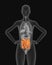 X-ray picture of woman small intestine visible 3d illustration