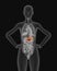 X-ray picture of woman stomach visible 3d illustration