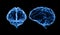 X-ray polygonal brain