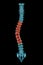 X-ray spinal column with scoliosis and pathological vertebrae highlighted in red. Human curvature of the spine disorder 3D