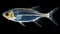 x ray tetra fish (pristella tetra). Pristella maxillaris Albino, Pristella tetra. AI Generative