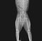 X-rays of the hip dislocation head femur thigh bone in a dog
