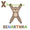 X is for Xenarthra. Letter X. Xenarthra, cute illustration. Animal alphabet