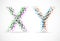 X and Y chromosomes