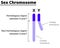 X and Y chromosomes on a white background.