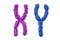 X and Y colored chromosomes, 3D rendering