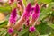 "Flamingo Feather" Celosia Blooms.