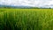 & x22;HA Tranquil Rice Landscape