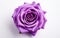 "Macro Capture of a Purple Rose on White Background -Generative Ai