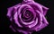 "Macro Capture of a Purple Rose on White Background -Generative Ai