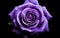 "Macro Capture of a Purple Rose on White Background -Generative Ai