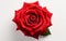 "Macro Capture of a Red Rose on White Background -Generative Ai