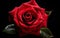 "Macro Capture of a Red Rose on White Background -Generative Ai