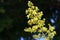 "Soap tree" yellow flowers blossom.