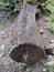 'Money tree' with hundreds of coins to wish for luck, Tarn Hows, Lake District