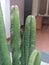 It& x27;s a Cereus Repandus