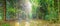 It's morning in the summer forest. The sun's rays shining through the spruces, panoramic photo