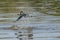 (Little)Ringed Kingfisher Making Splash with Large Fish