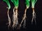 & x28;look like human& x29; root of fresh coriander , cilantro are ingredi