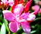 & x28;Oleander Flower& x29; This plant grows well in dry warm climates and can be cultivated in various regions