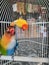 & x28;rare bird& x29;,,,the male halfsider lovebird and the one behind the lutino lovebird