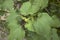 Xanthium orientale italicum close up