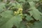 Xanthium orientale italicum close up