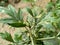 xanthium spinosum green flower and leaves  background sunset