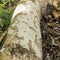 Xanthoparmelia Scabrosa Lichen Growing On Plum Tree Root