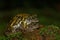 Xanthophryne tigerina or Amboli Toad seen at Amboli