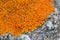 Xanthoria lichen on the stone of orange color.