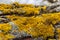 Xanthoria parietina common orange lichen, yellow scale, maritime sunburst lichen and shore lichen on the bark of tree branch. Thin