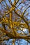 Xanthoria parietina common orange lichen, yellow scale, maritime sunburst lichen and shore lichen on the bark of tree branch. Thin