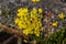 Xanthoria parietina common orange lichen, yellow scale, maritime sunburst lichen and shore lichen on the bark of tree branch. Thin