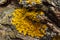 Xanthoria parietina common orange lichen, yellow scale, maritime sunburst lichen and shore lichen on the bark of tree branch. Thin