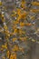 Xanthoria parietina common orange lichen, yellow scale, maritime sunburst lichen and shore lichen on the bark of tree branch. Thin