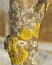 Xanthoria parietina, foliose, or leafy, lichen. It has many names such as common orange lichen, yellow scale, maritime sunburst li