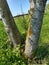 Xanthoria parietina - Maritime Sunburst Lichen on Ash Tree Trunk- Fraxinus excelsior, Norfolk, England, UK