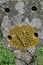 Xanthoria parietina - Maritime sunburst lichen, on Concrete Post