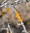 Xanthoria parietina, Orange Lichen, Yellow Lichen growing on three, close up photo