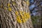 Xanthoria parietina, Orange Lichen, Yellow Lichen growing on three, close up photo