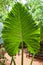 Xanthosoma, elephant\'s ear. Green giant leaf