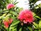 Xanthostemon chrysanthus flowers