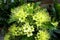 xanthostemon chrysanthus or golden penda flower