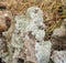 Xanthroparmelia Scabrosa Lichen Covering Rock